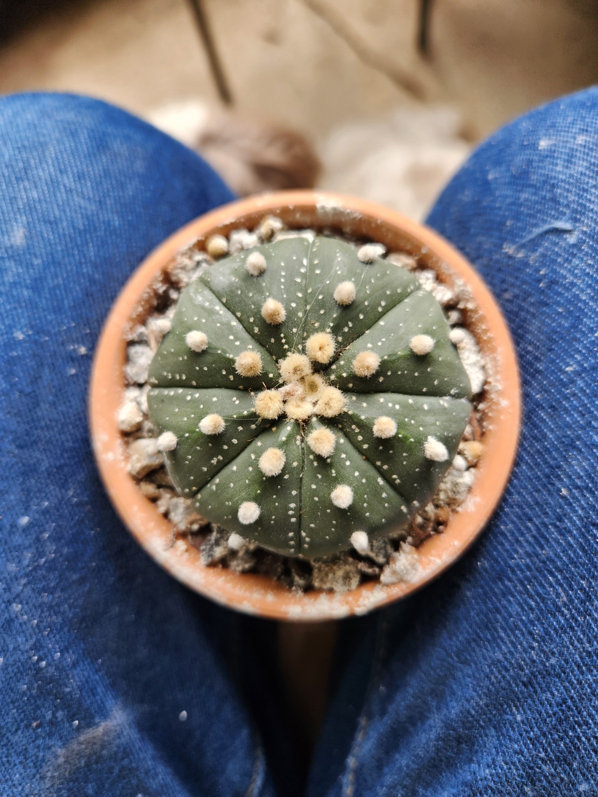 2 Astrophytum Asterias Sand Dollar Cacti