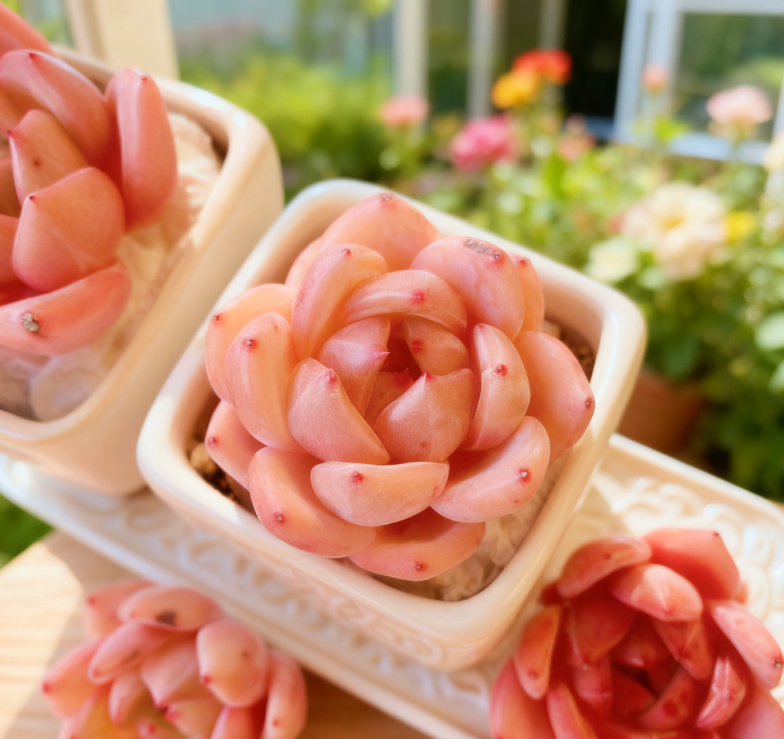 Echeveria Red Wine Champagne Succulents Plants Live, Bare root without soil pot,