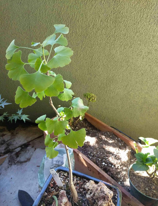 Live Ginkgo Plant – Ginkgo biloba – 12” Tall – 4” Pot – Deciduous Tree