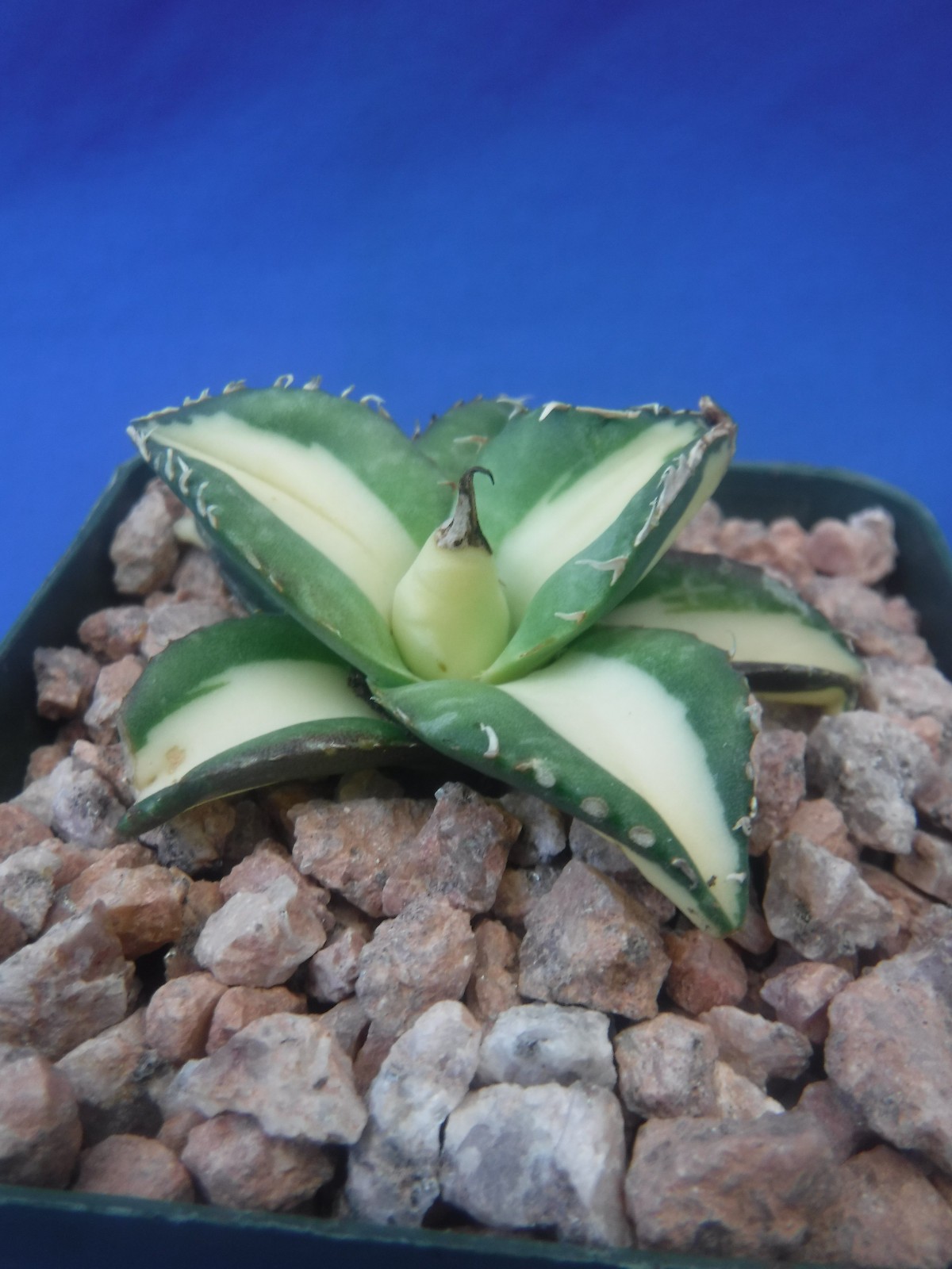 Agave titanota “Sabertooth Tiger” Cousin of “Snaggle Tooth” VARIEGATED 2″-3″ Wd