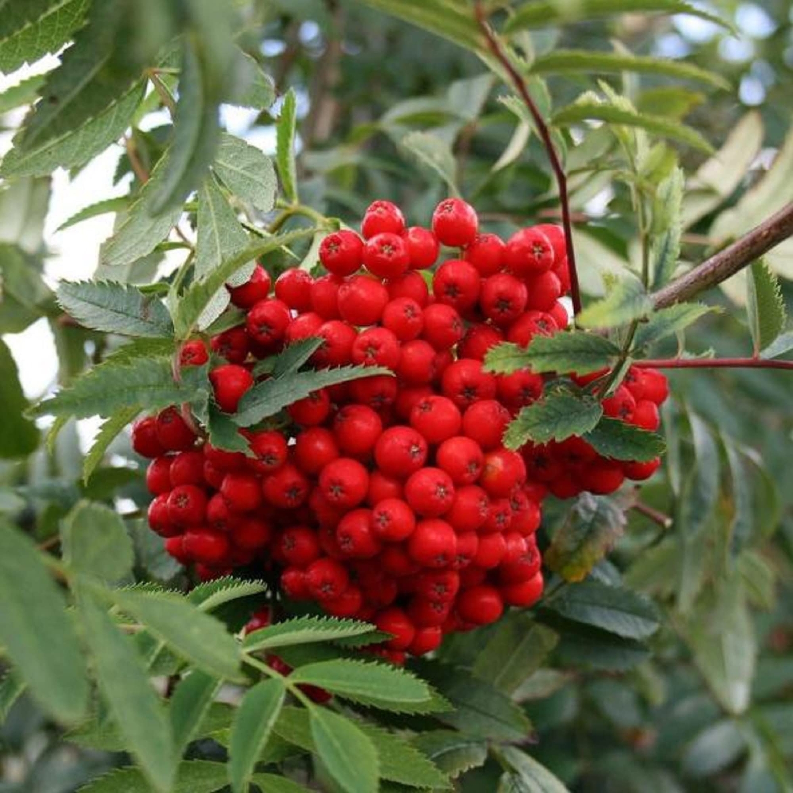 CHUXAY GARDEN Sorbus Aucuparia-Rowan,European Mountain Ash 50 Seeds Dwarf Shrub