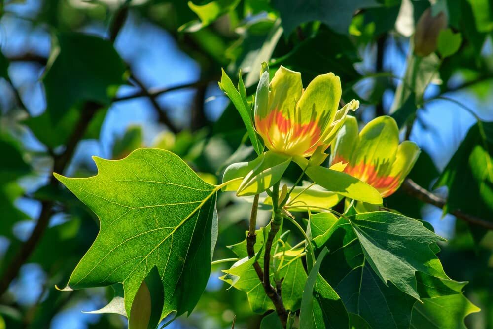 25 Tulip Poplar Seeds for Planting Fast Growing Tree with Tulip Shaped Flowers