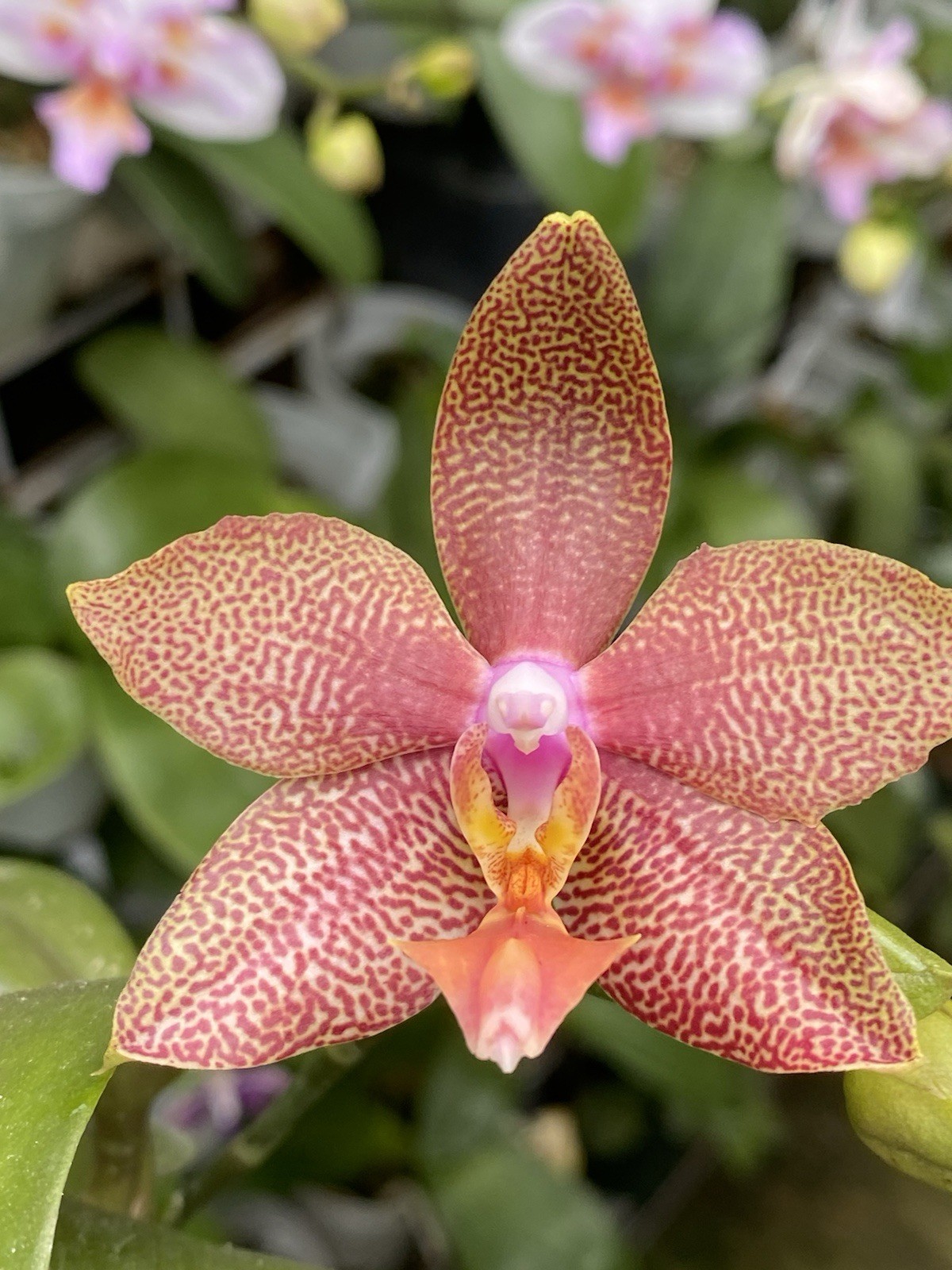 Original Phal Phalaenopsis Bamboo Nancy-FRAGRANT