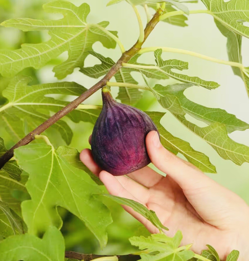 1 PACK 4” POT HARDY CHICAGO FIG TREE BEST GIFT LIVE PLANT FRESH GUARANTEED
