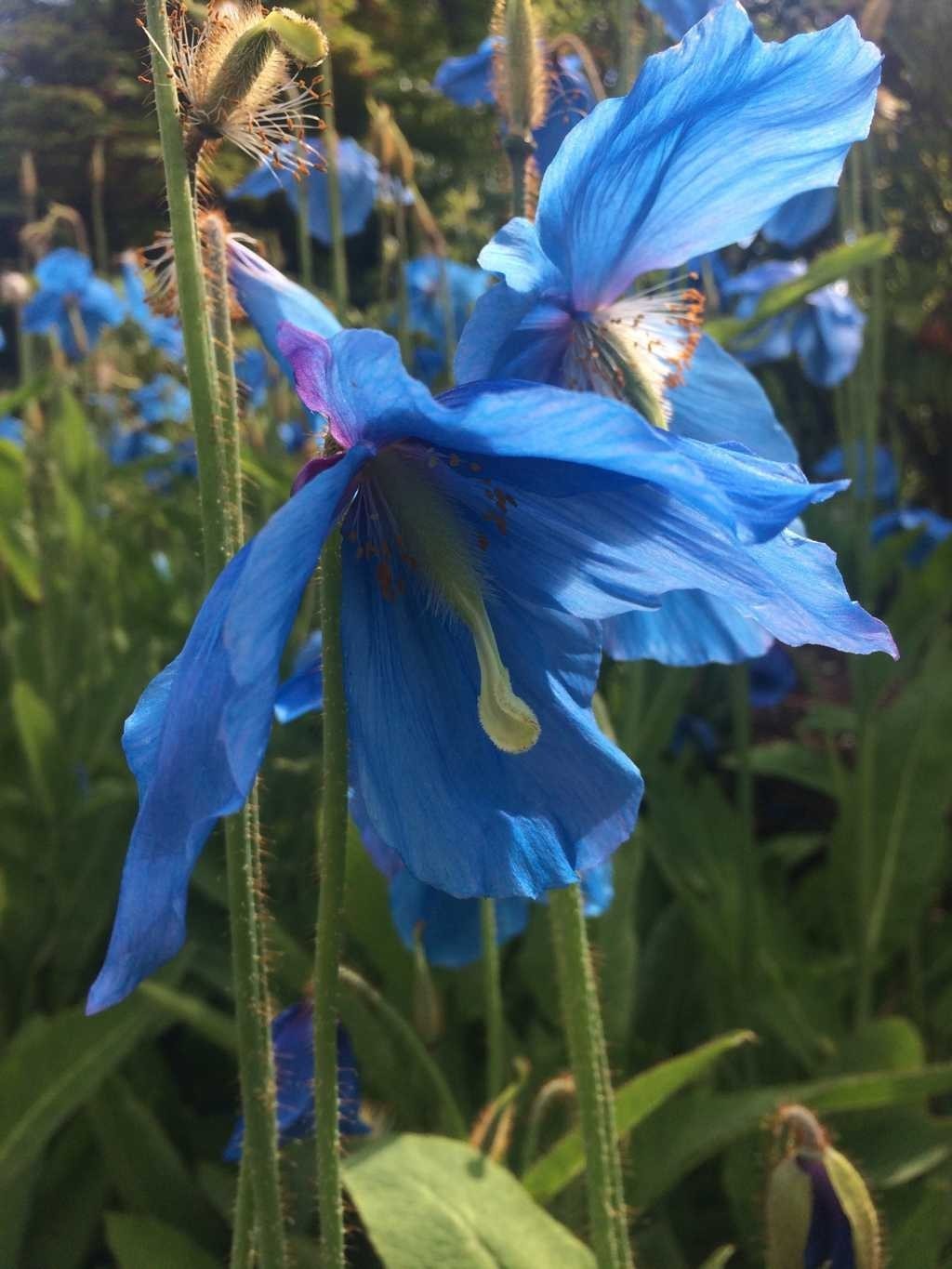 7800 Pcs Blue Papaver Rhoeas Seeds for Planting. Himalayan Rare Blue Poppy Seeds