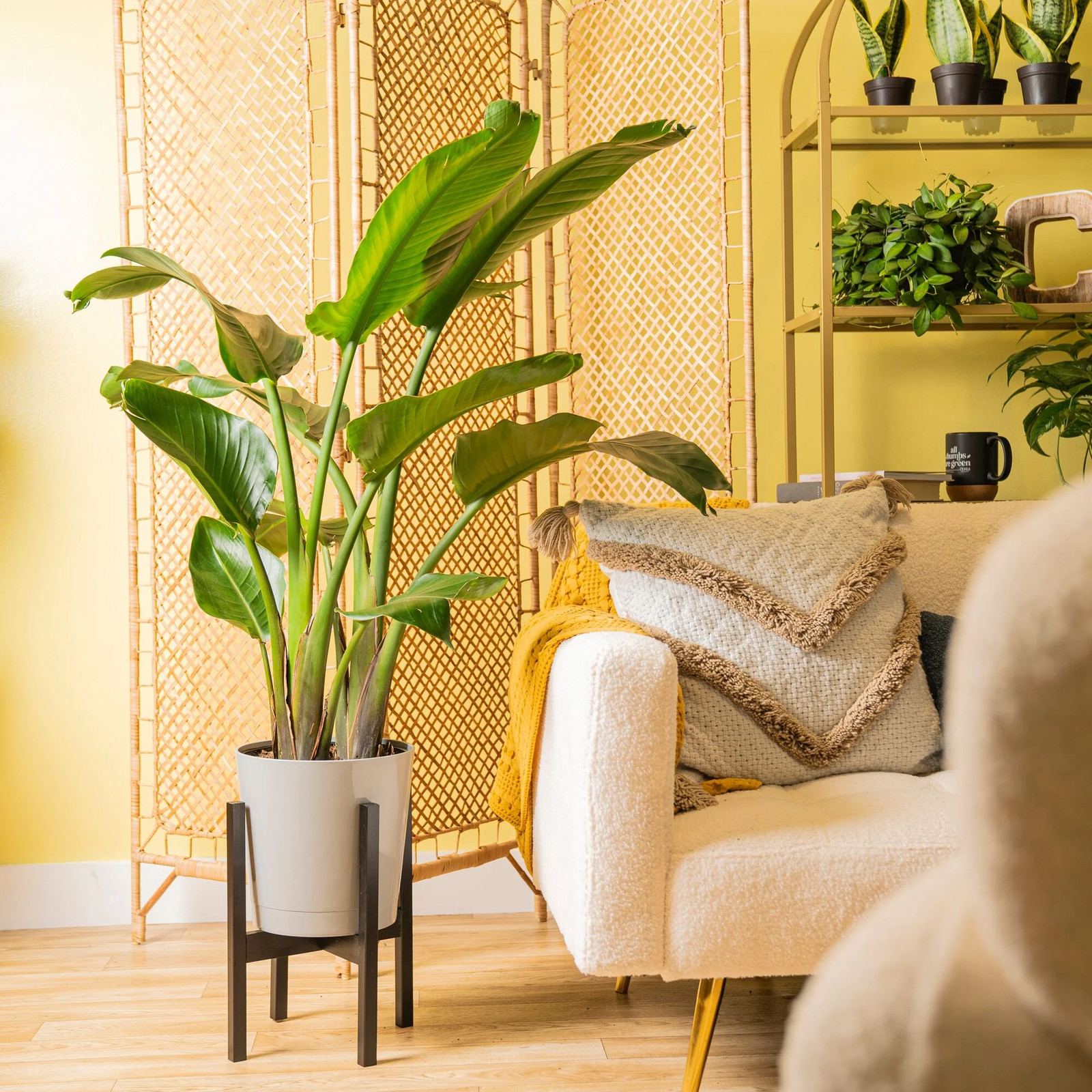 36-48″ Tall White Bird of Paradise, Bright Indirect Sunlight, Indoor Live House