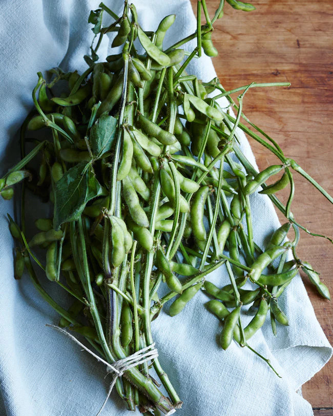 Triple Play Japanese Edamame Soy Bean Seeds | USA Chinese Asian Vegetable 2024