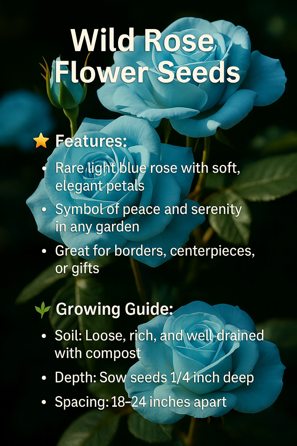 Light Blue Rose Seeds – 20 Seeds – Decorative Garden Variety for Unique Bloom