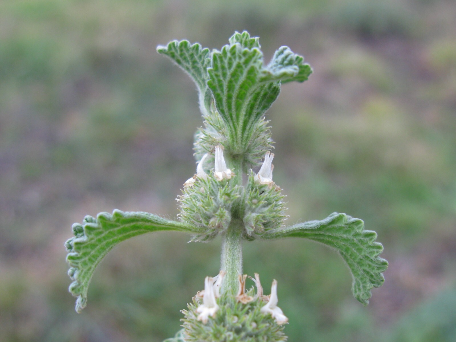 Horehound Seeds – Marrubium vulgare Seeds – Easy to Grow! – Multiple Quantities