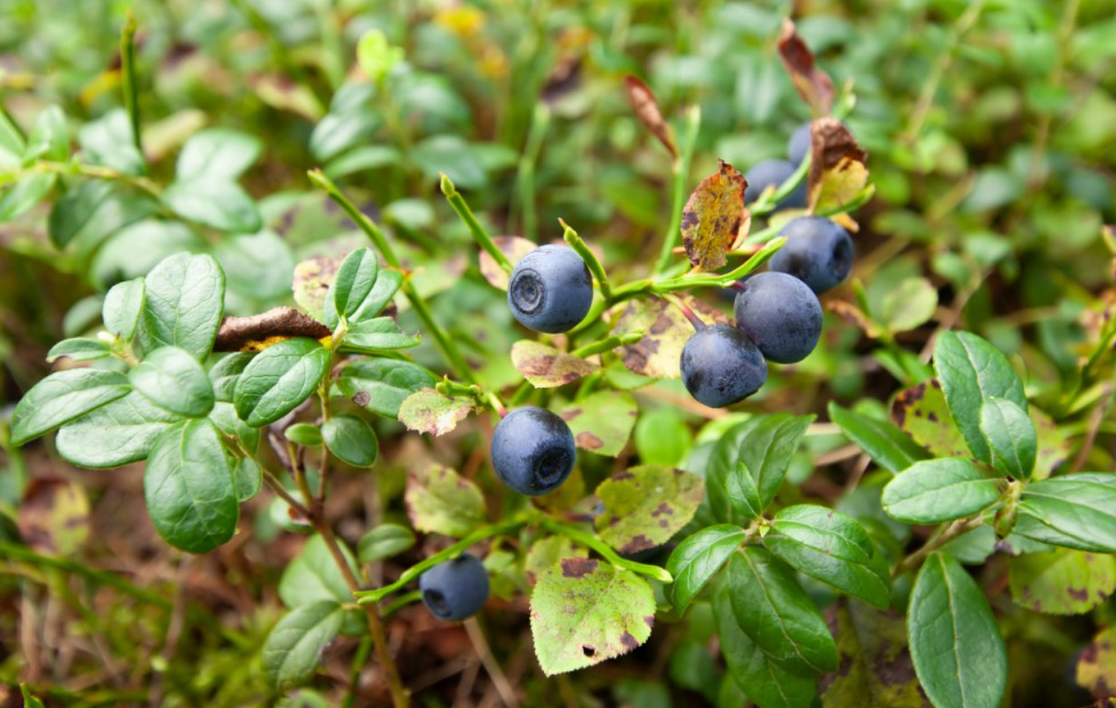 Evergreen Huckleberry Tree – Tasty Berries & Flowers – Live Plant in 1-Gal Pot