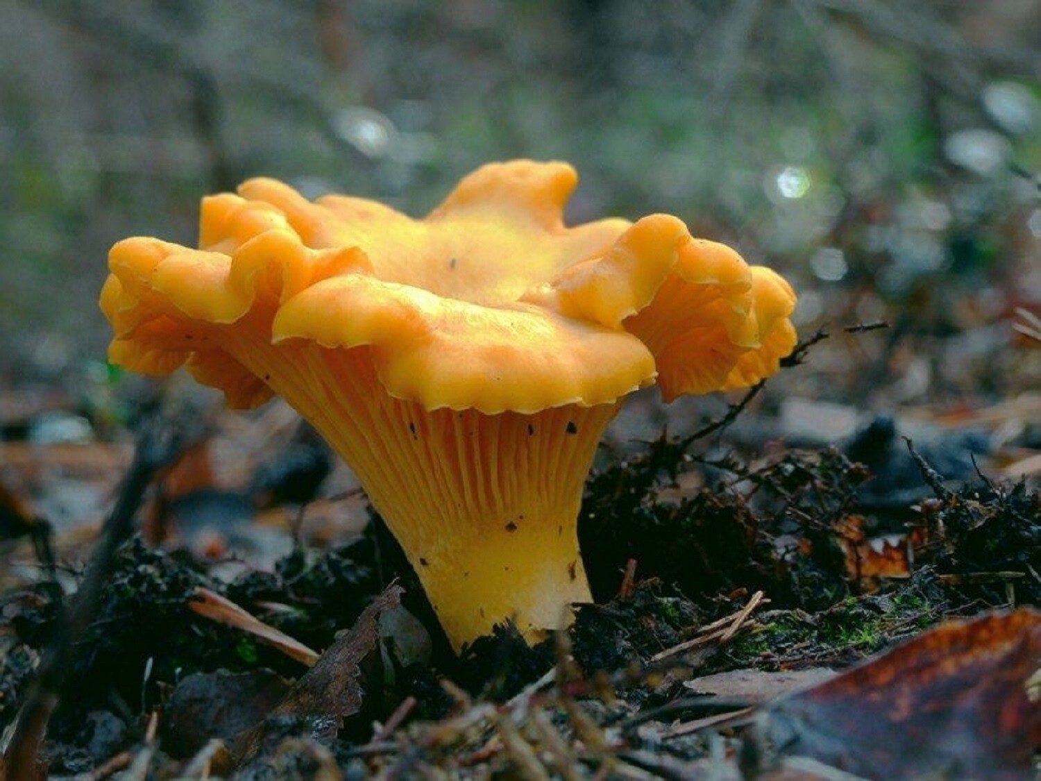 Seeds Mushroom Chanterelle Yellow Mycelium Spawn Spores Organic Ukraine