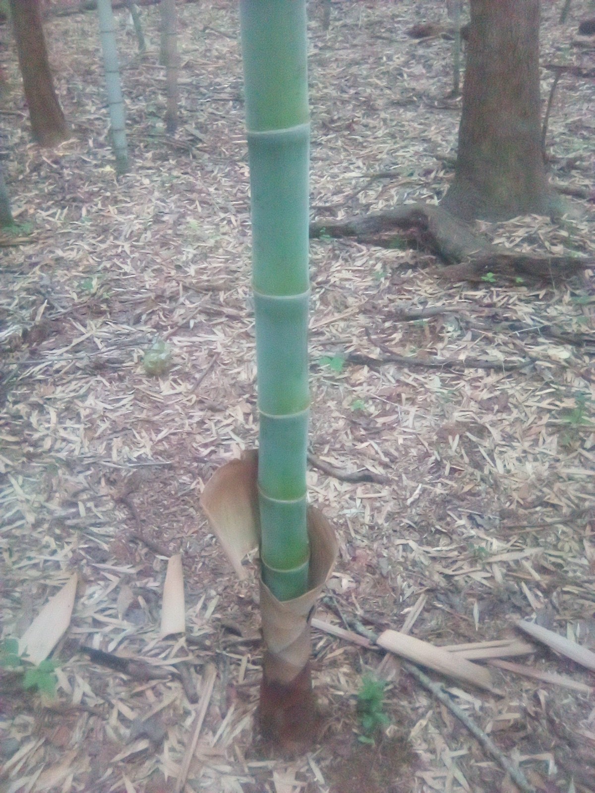 Live Blue Bamboo Plants With Roots (6 rooted cuttings with new growth!)