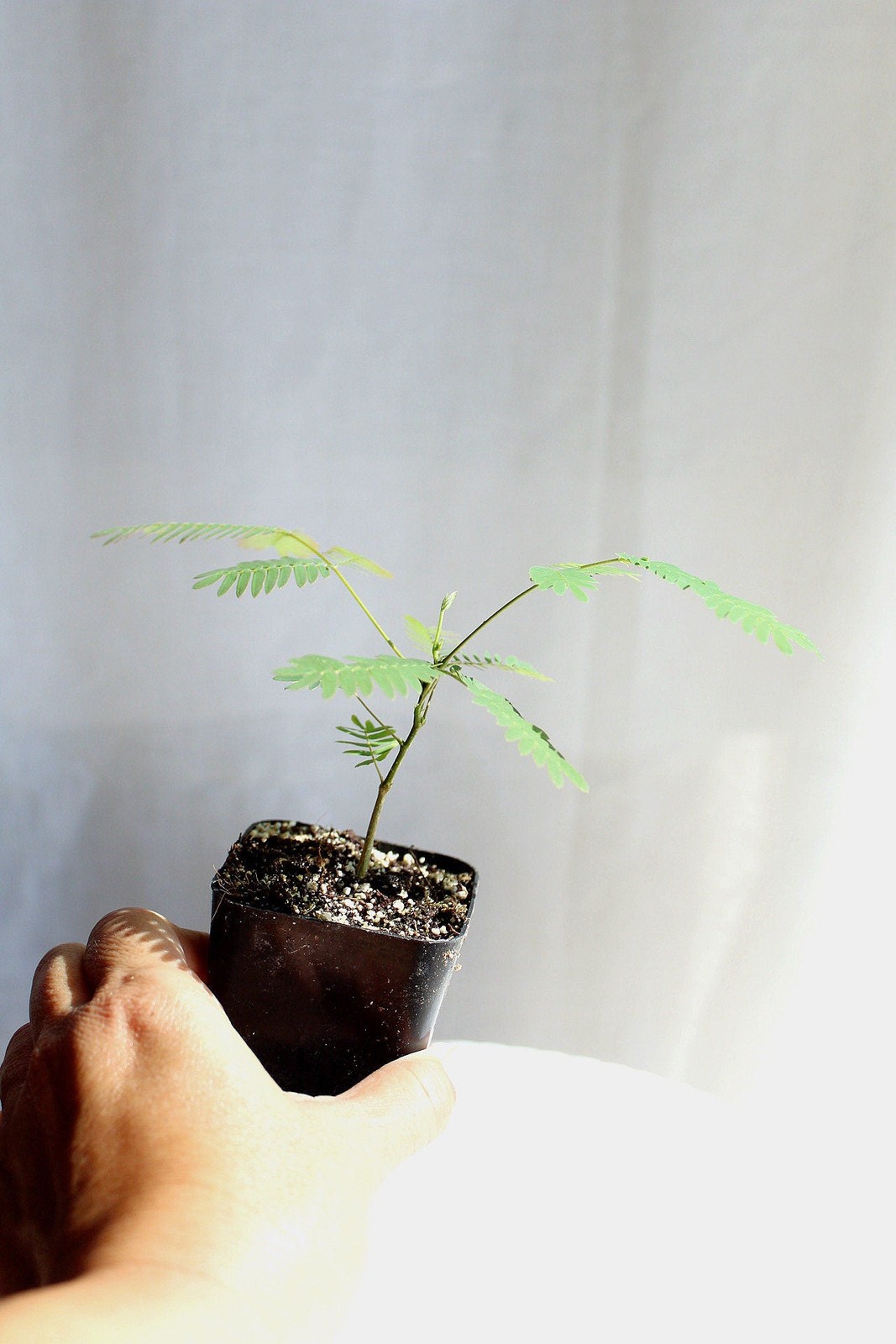 Persian Pink Mimosa, 2 Inch Pot, Ornamental Flowering Starter Tree, Fast Growing