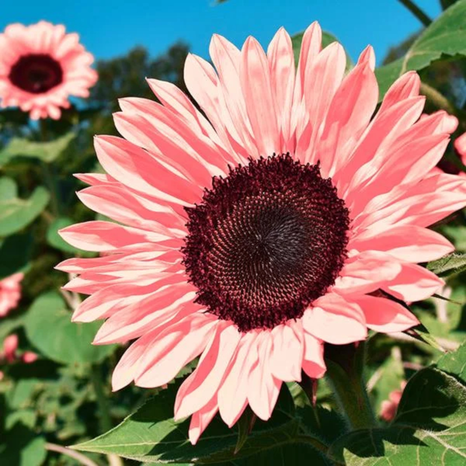 50pcs Non-GMO Pink Sunflower Seeds for Planting – High Germination Rate