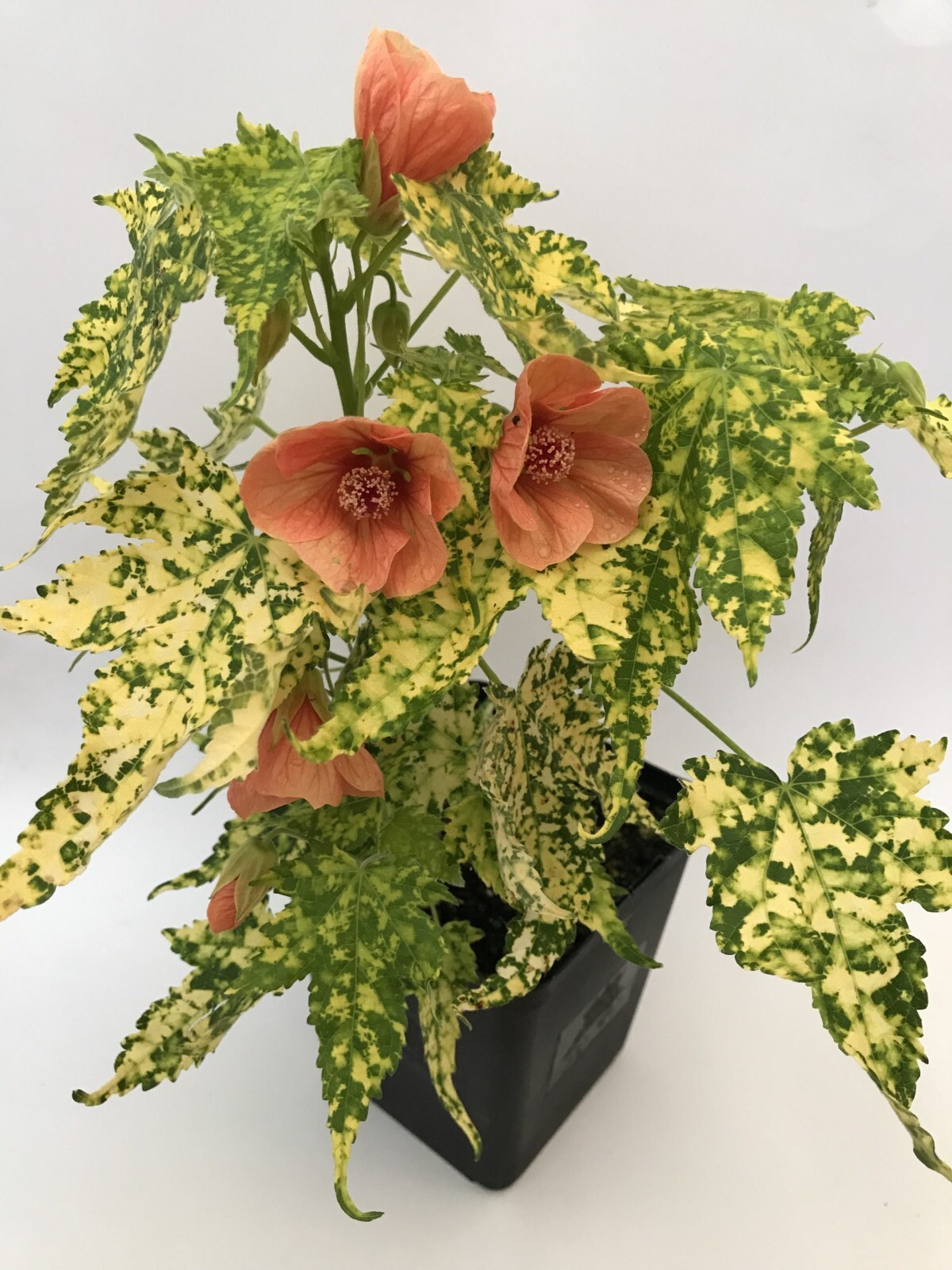 Thompsonii Variegated Peach Abutilon Flowering Maple SMALL ROOTE STARTER Plant