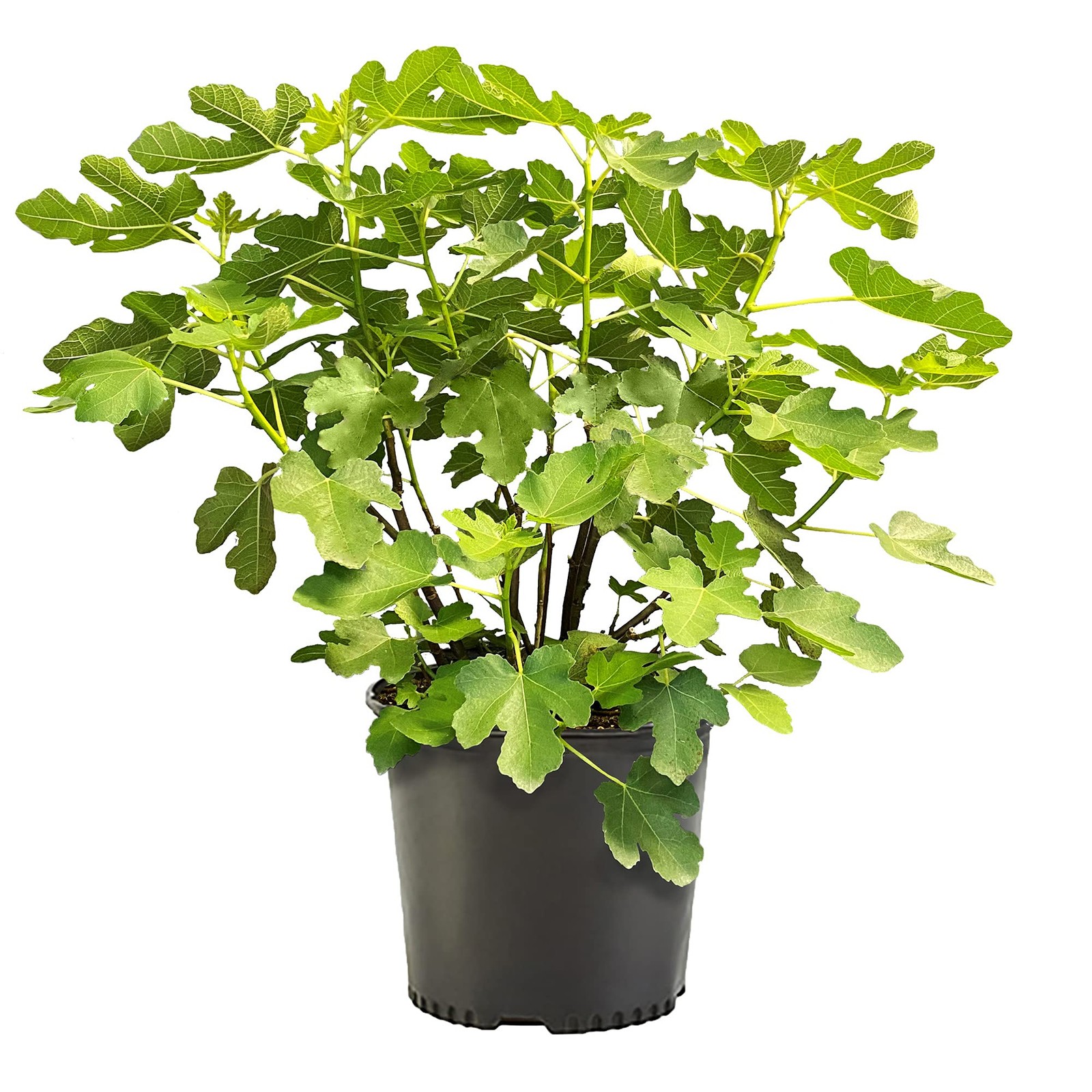 Generic Fig 2.25 Gal. Brown Turkey Fig Plant
