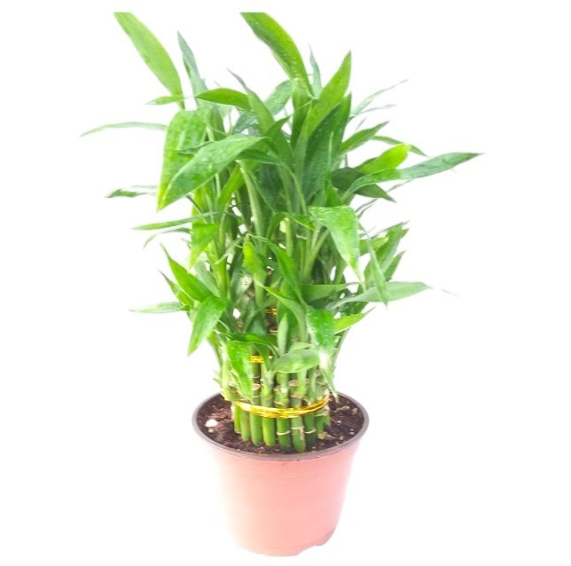3 Tier Lucky Bamboo Live Plant 4-6-8″ Inches Feng Shui In 6″ Pot Indoor Plant