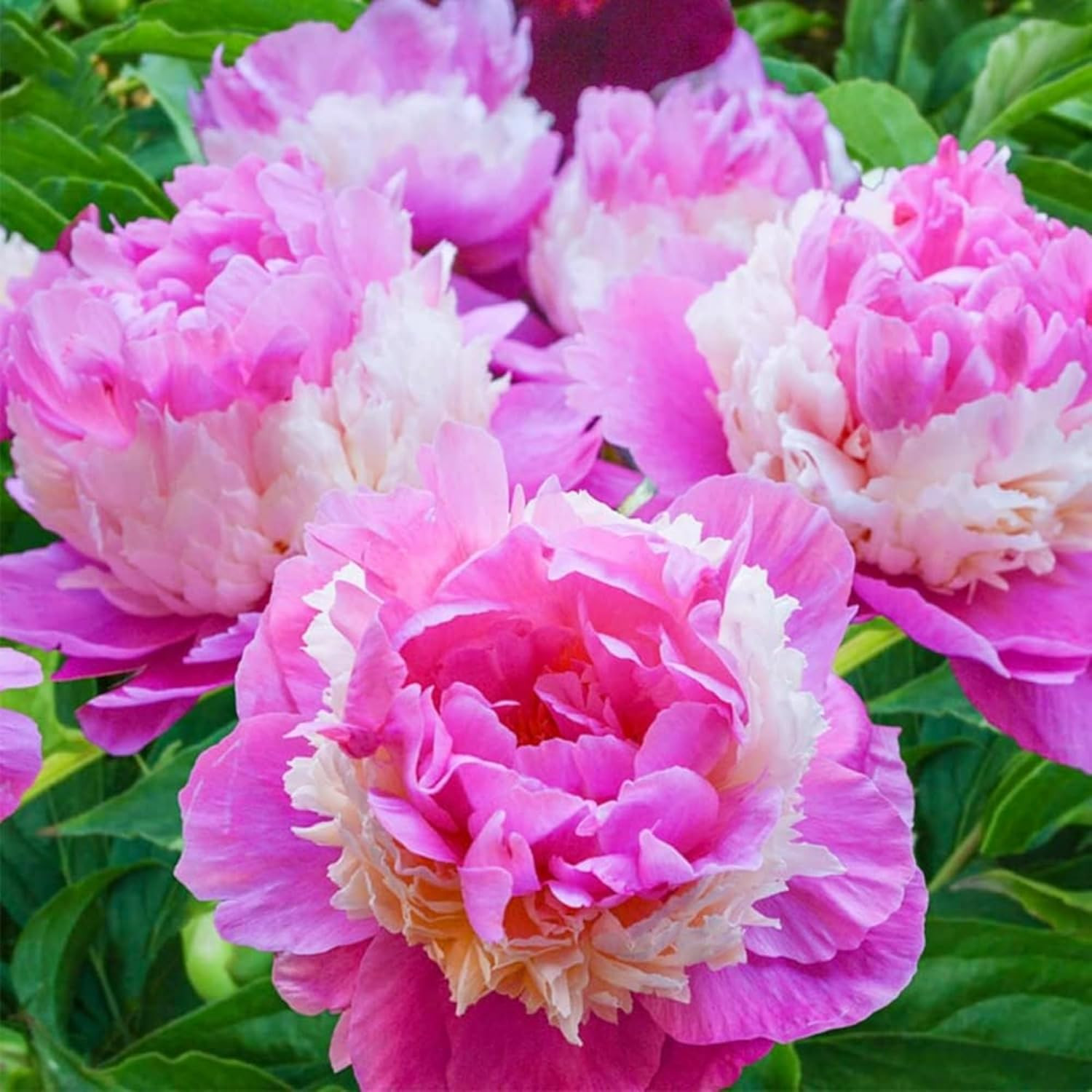 Rare Peony Seeds for Planting – 100+ Peony Seeds Heirloom Seeds Beautiful Flower