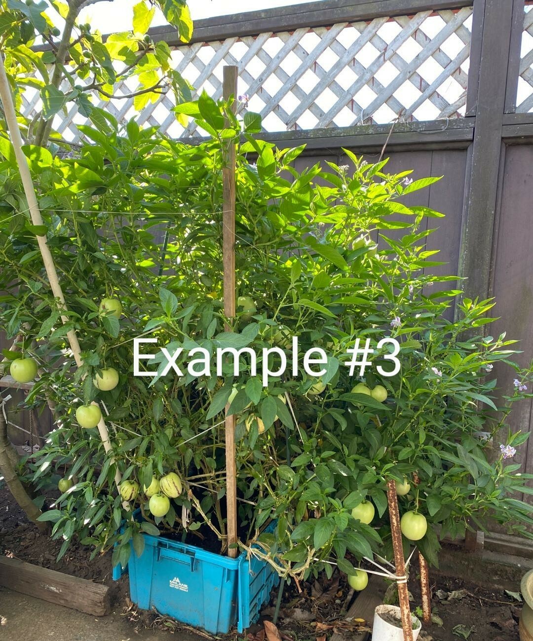 Solanum muricatum aka Pepino Melon Garden Melon Pear Sweet Cucumber 1 Live Plant