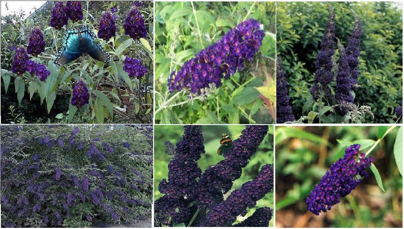 500 + Seeds BLACK KNIGHT Purple Butterfly Budhelia Bush Perennial USA Seller