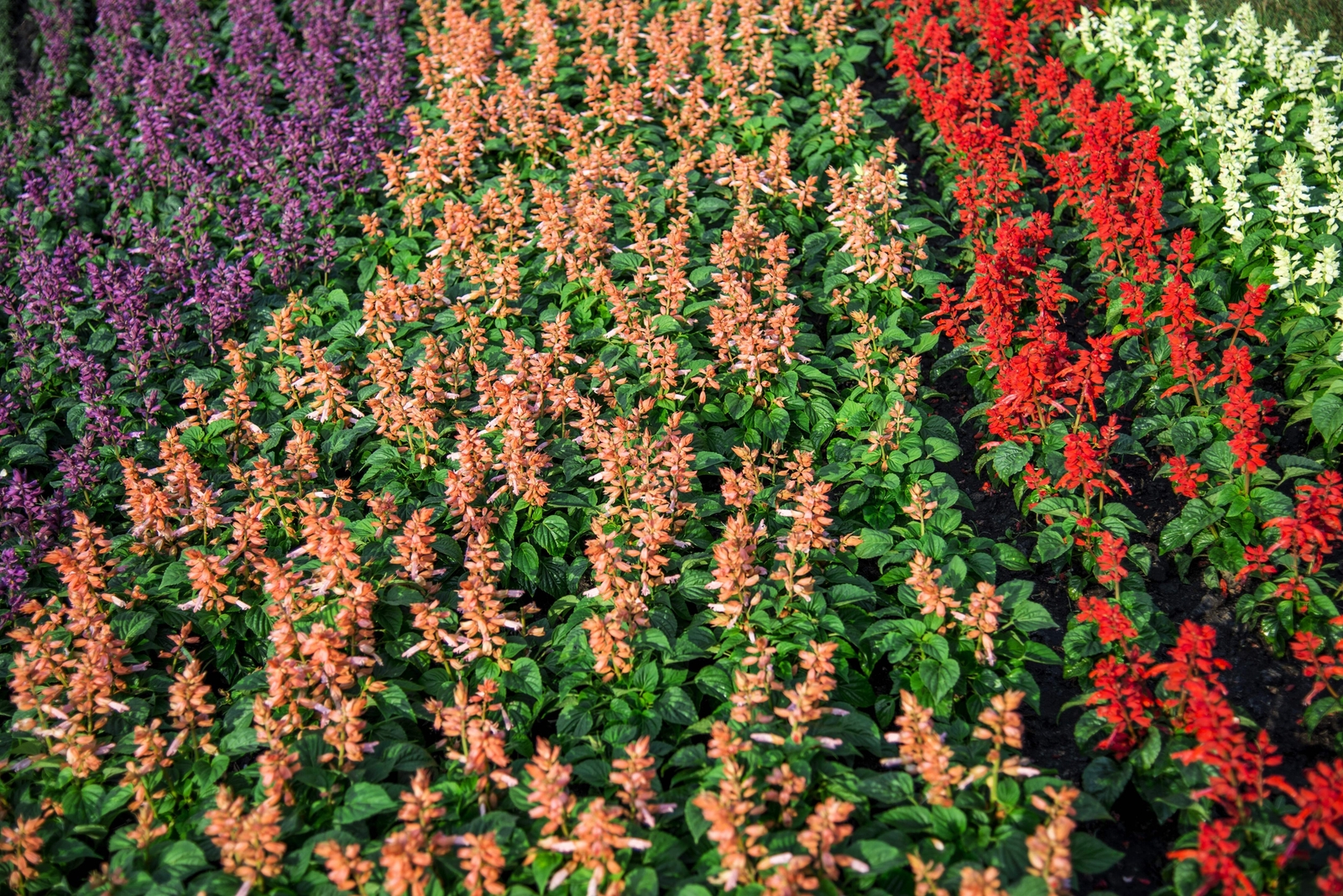 100 PALISADES MIXED COLORS SALVIA Viridis Horminum Sage Flower Seeds *Flat S/H