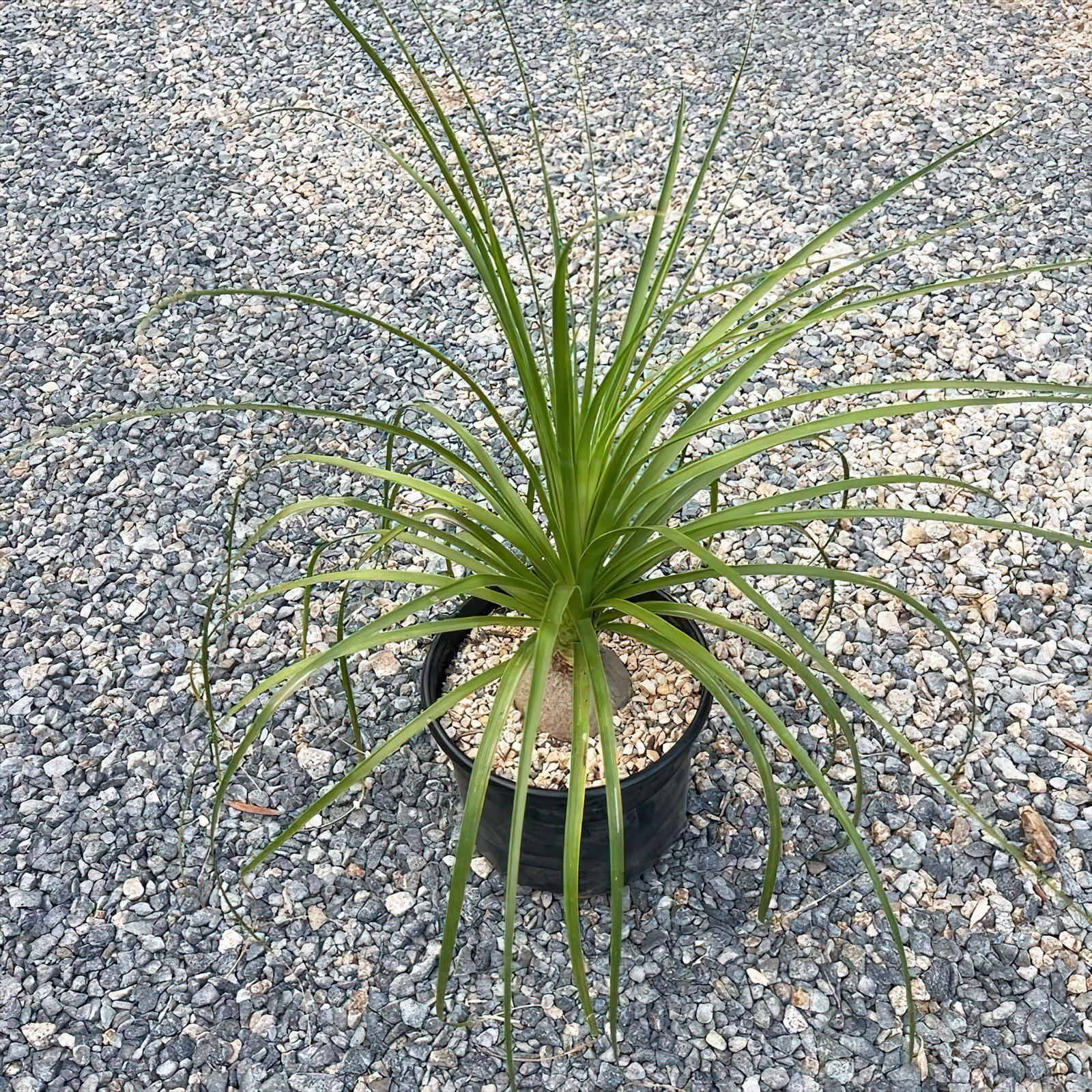 Ponytail palm ‘Beaucarnea recurvata’ cactus Cacti Succulent real live plant