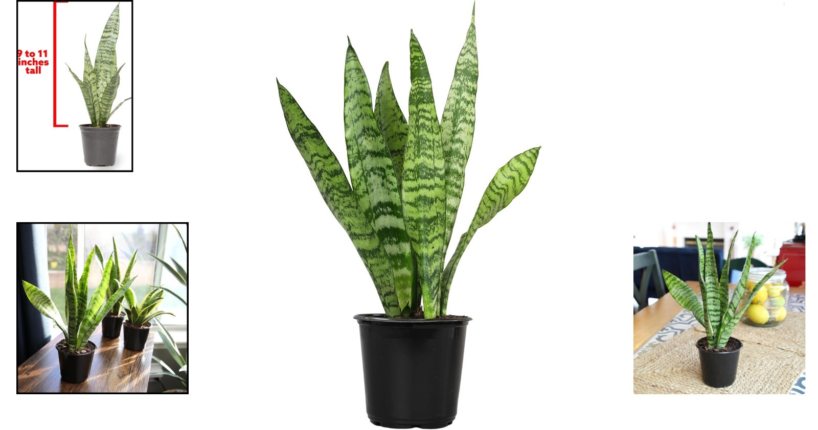 Live Snake Plant, Sansevieria Zeylanica, Indoor House Plant in Pot, Mother in…