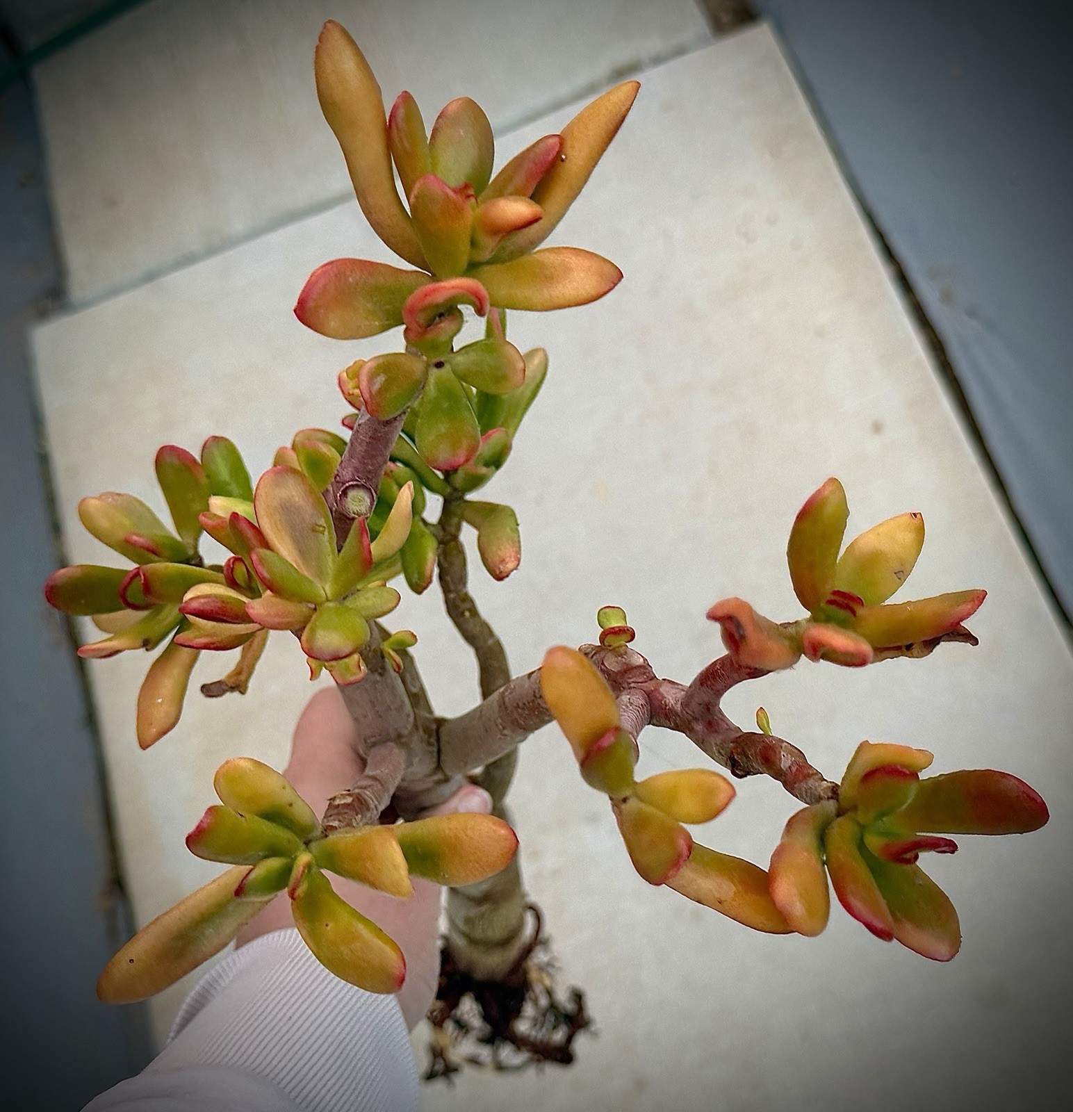 19” tall Crassula variegated ogre shrek Jade Plant Bare Root 1.25 thick stem red