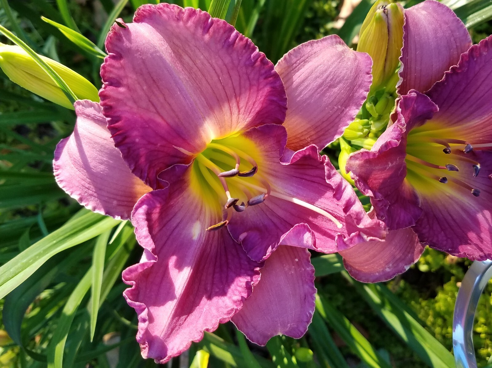 STOLEN TREASURE Daylily – Hemerocallis Hybrid – 2 Plants