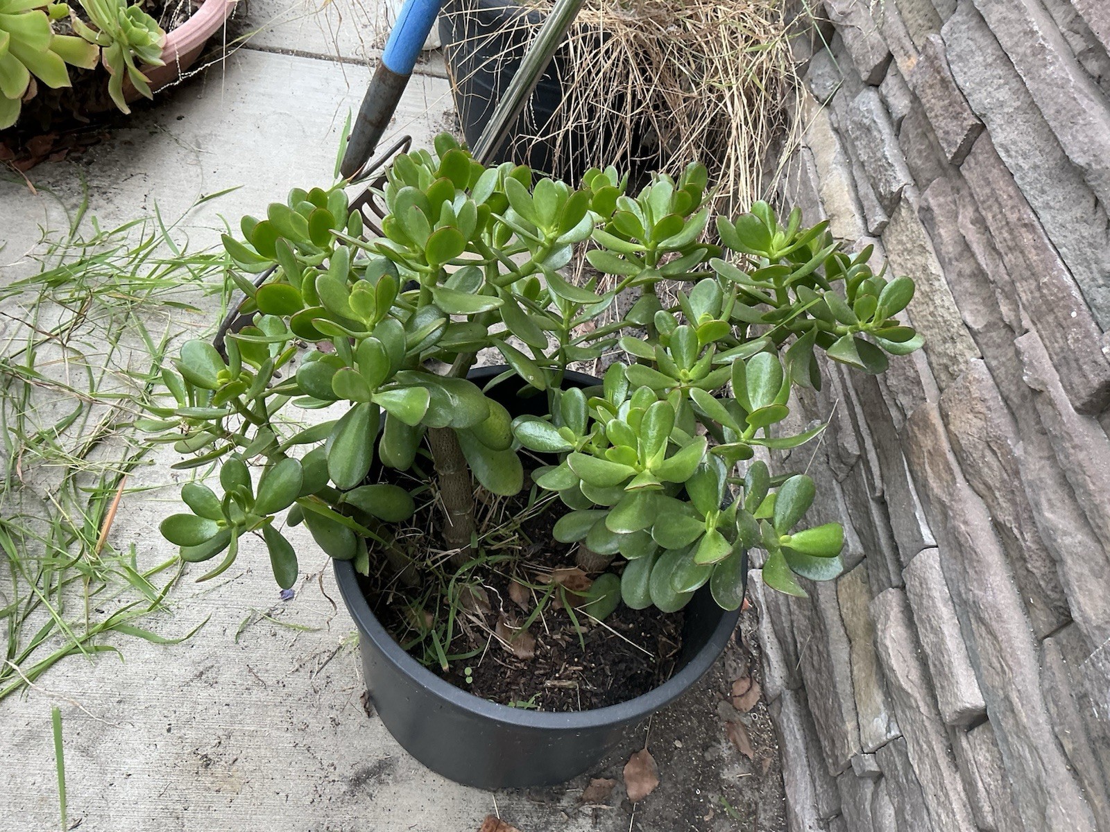 Healthy lush green Crassula Ovata Jade Plant cluster, Rooted 17” 16” 12” Roots