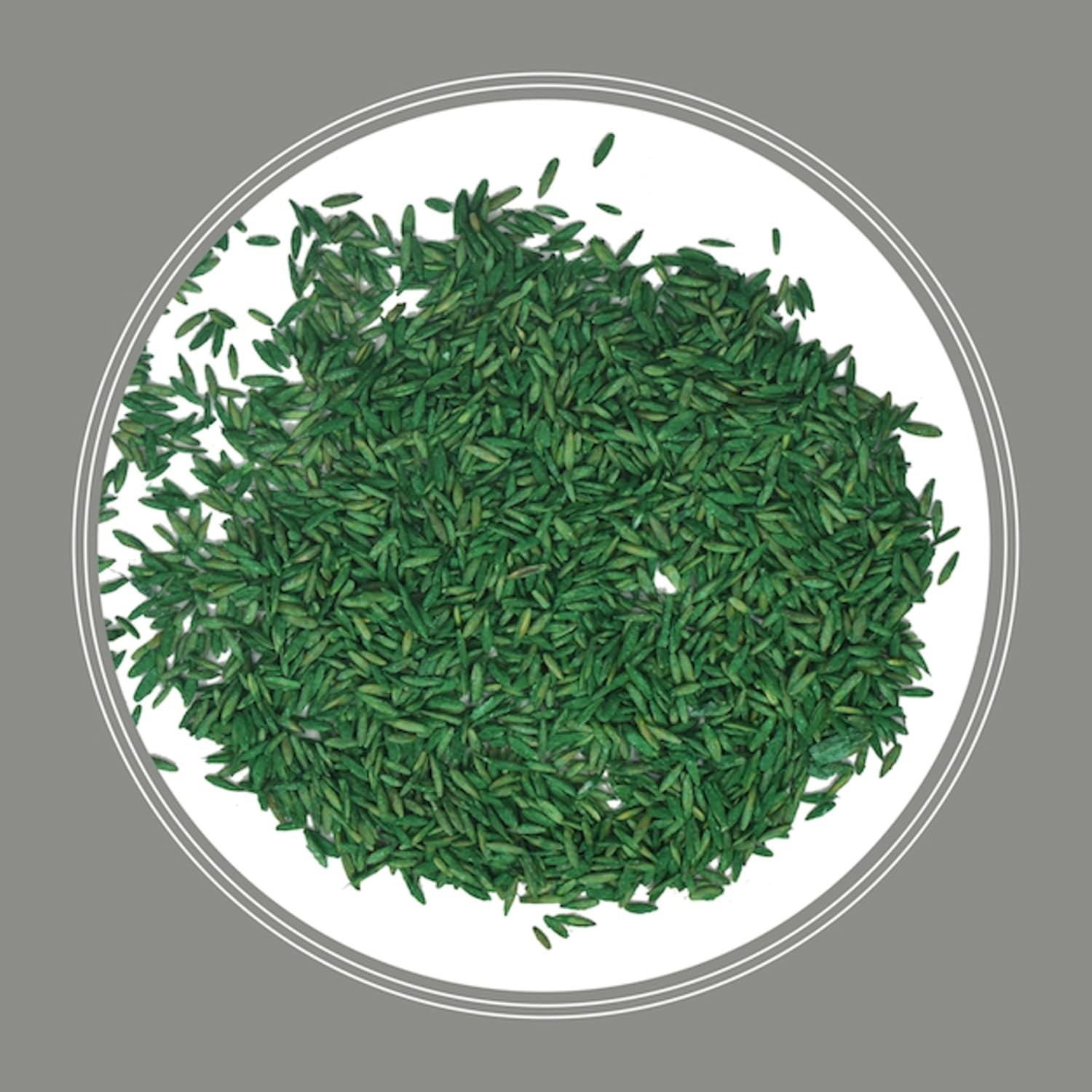 All-Purpose 40 lb Contractors Grass Seed Mix for Northern Sun-Soaked Lawns