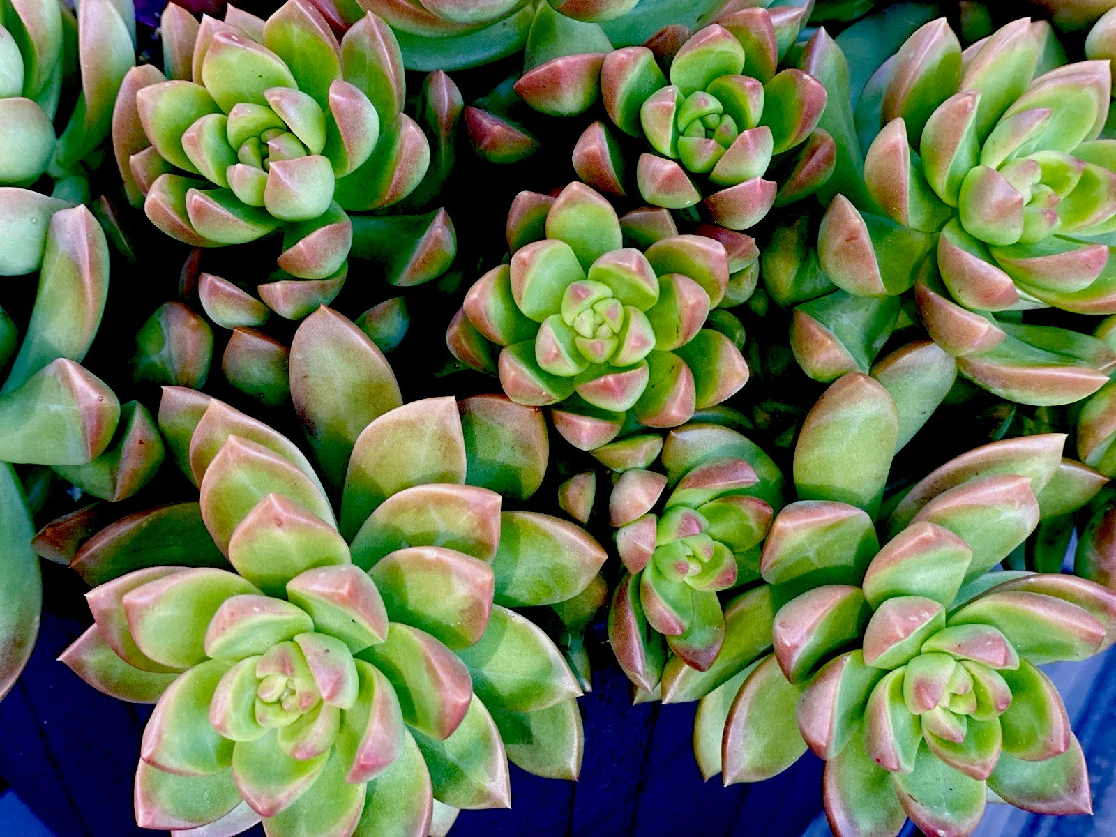 Rare Sedum Adolphi Golden Glow 2-3 Inches Succulent Easy Care Live Plant Cutting