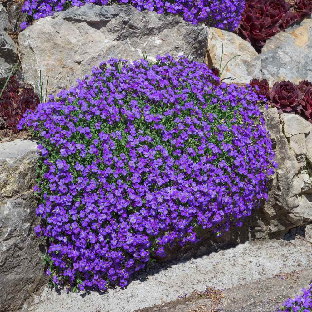 10000 Seeds Aubrieta Seeds – Rock Cress Whitewell Gem Ground Cover Seed