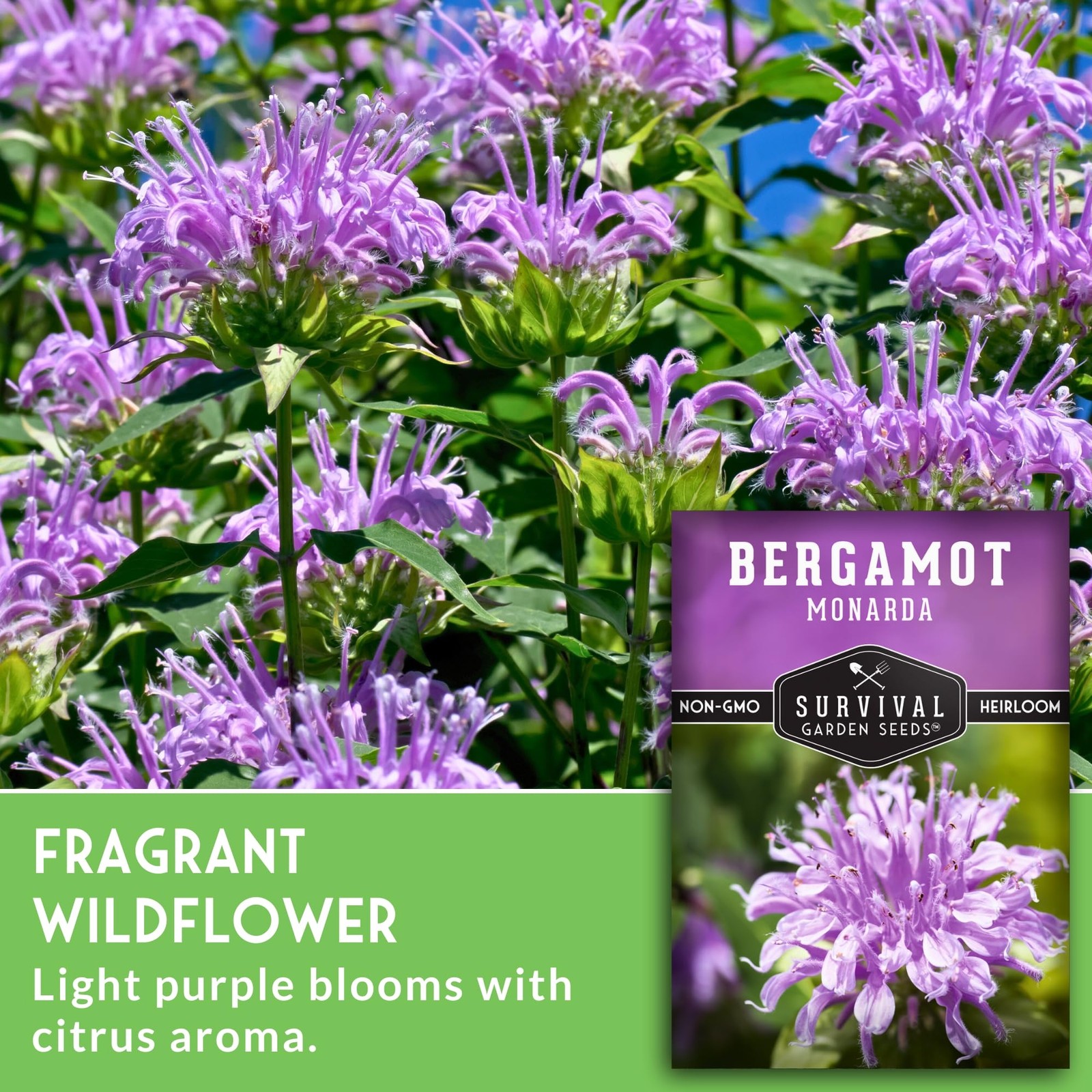 Bee Balm Seeds for Planting – Wild Bergamot (Monarda Fistulosa) Pink