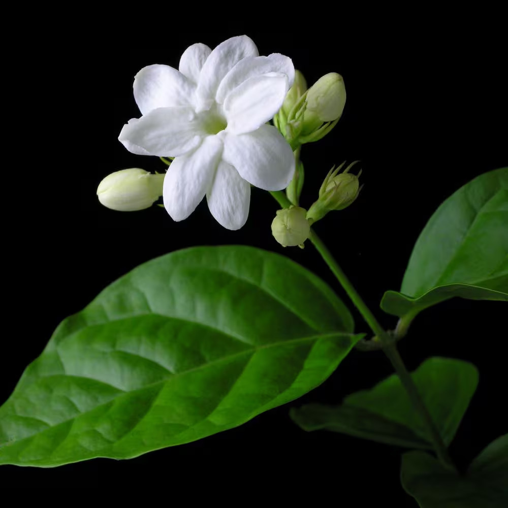 1 gal. Jasmine Sambac Arabian Plant NEW