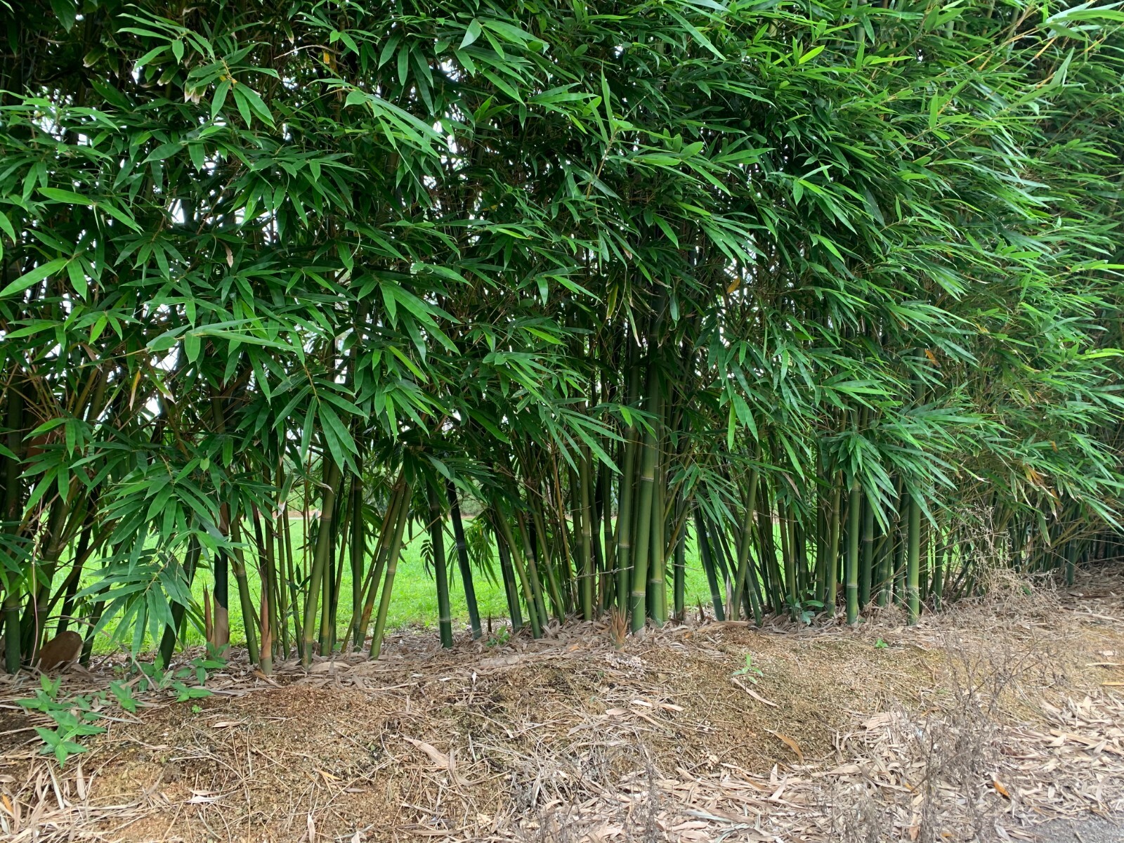Emerald Bamboo- Bambusa textilis mutabilis **NON-INVASIVE, CLUMPING**
