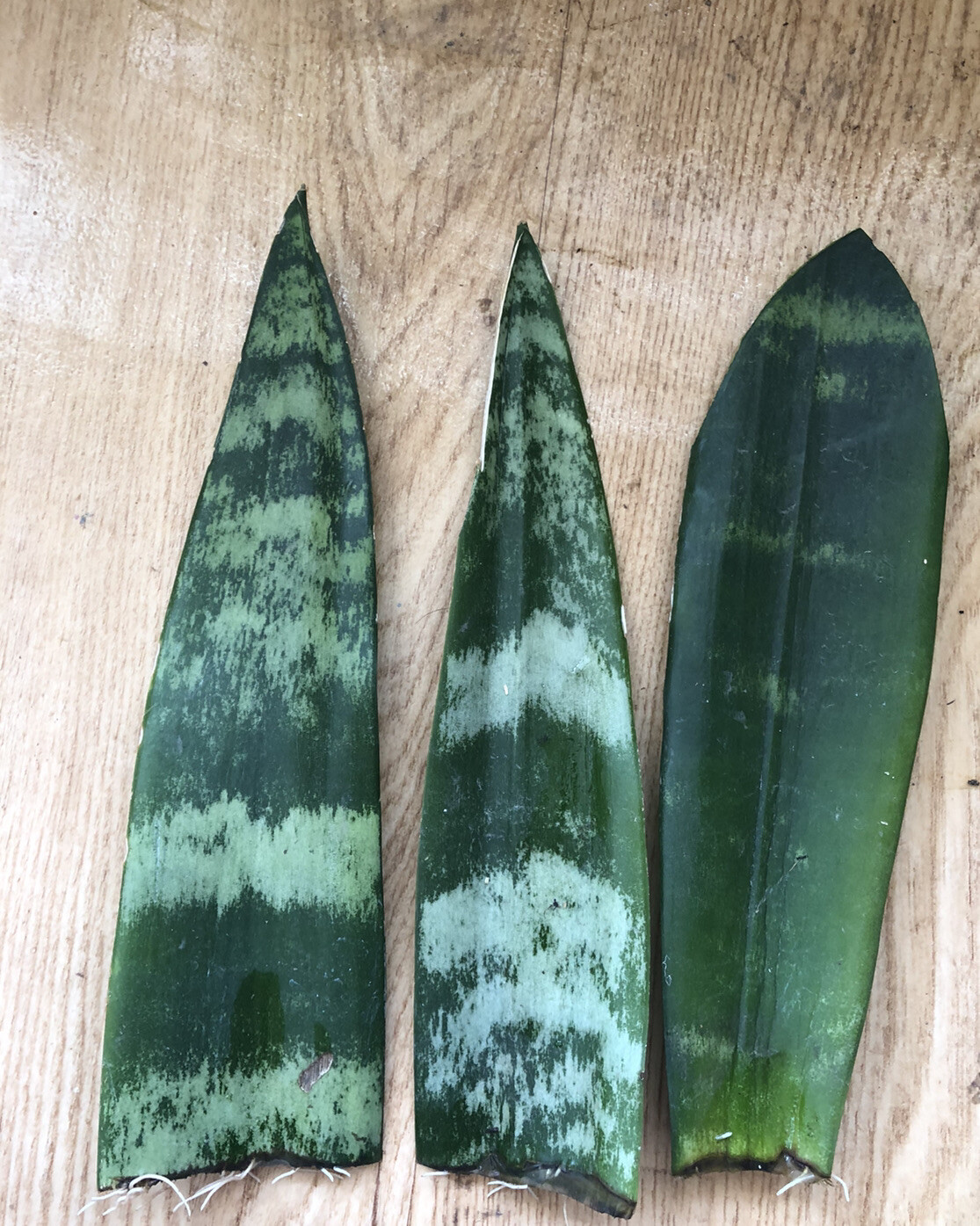 3 Snake Plant Cutting With Roots Mother-In-Law’s Tongue Sanseveria Live Plant