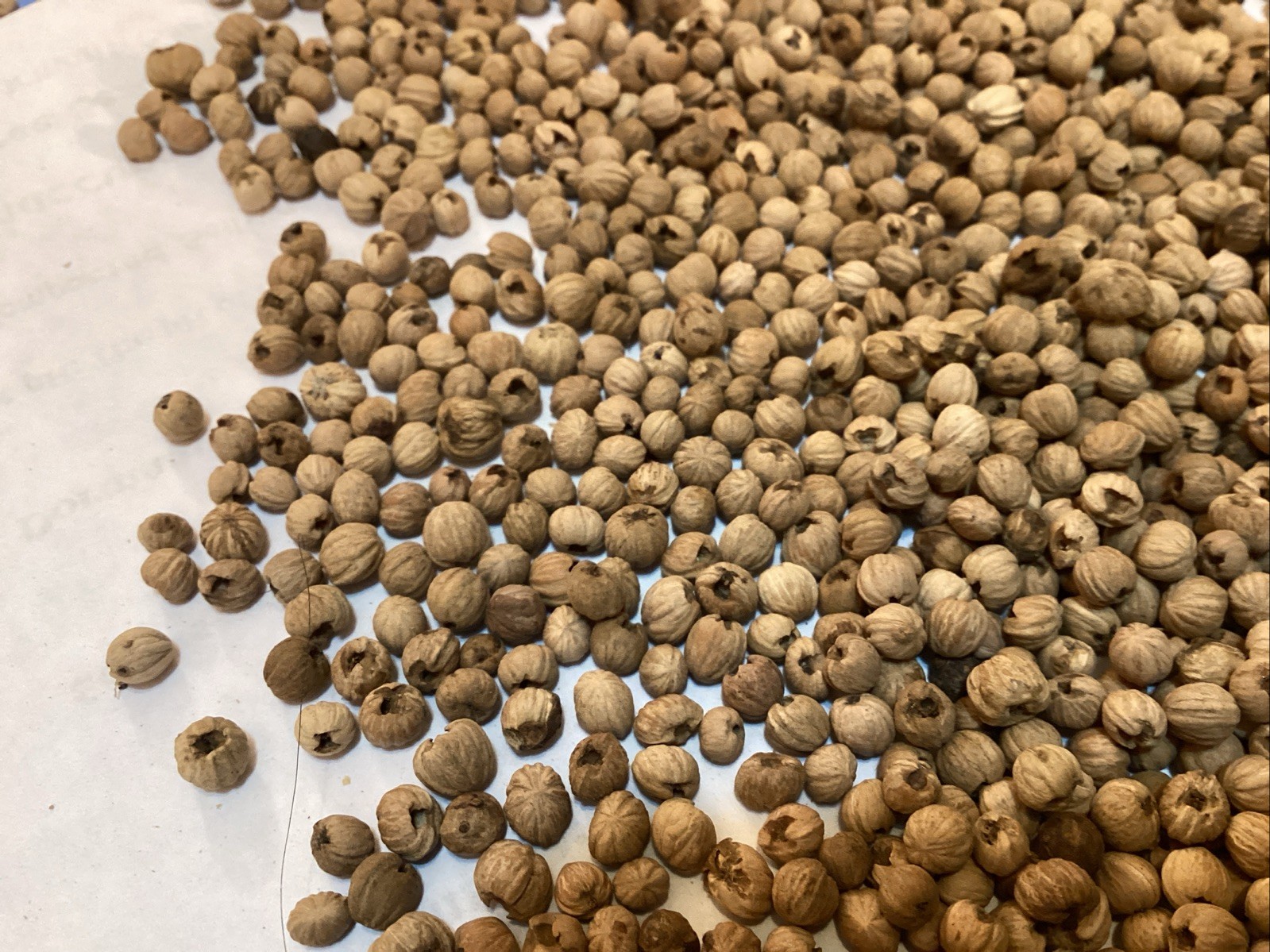 Giant Dogwood Tree Seeds (CORNUS CONTROVERSA)