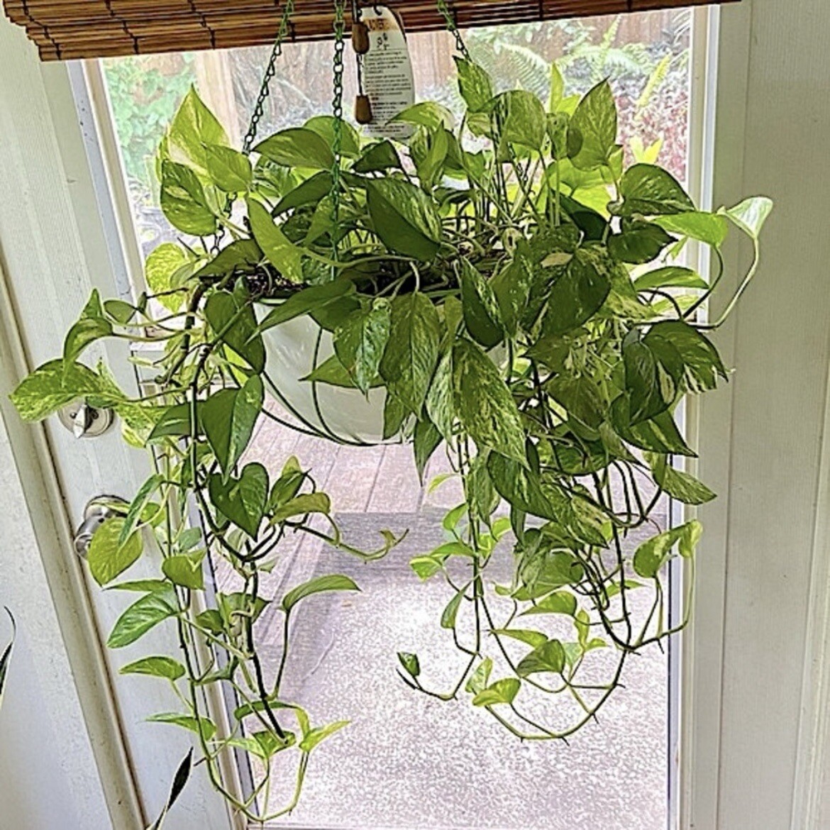 Lot of 3 Golden, Cebu Blue, Global Green Pothos 2 Leaf 2 Nodes UNROOTED CUTTINGS