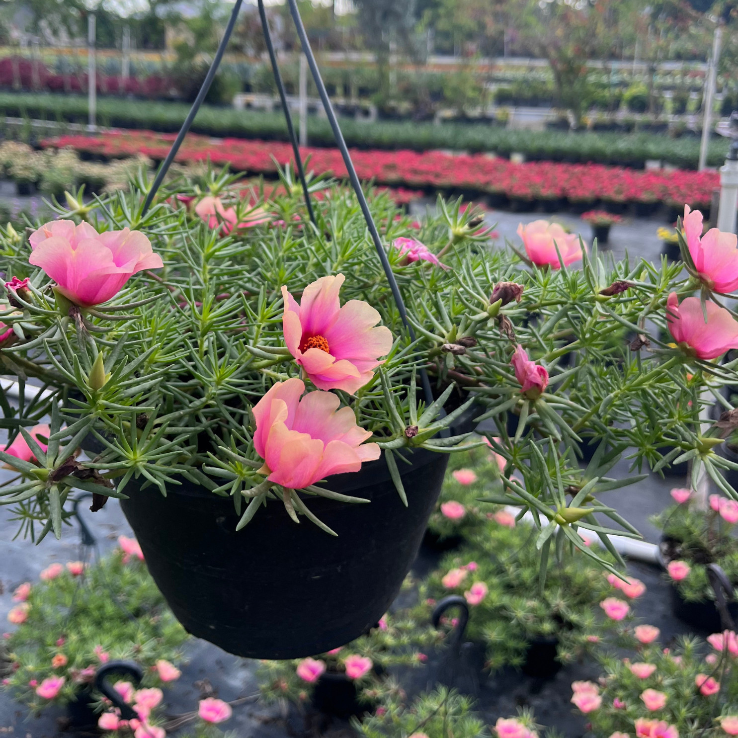 Hot Pink Portulaca grandiflora, moss rose or purslane plant 6 in Basket