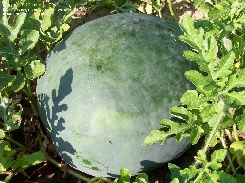 12 Florida Giant Watermelon Seeds – Heirloom – Non GMO – ORGANIC – RARE — FRESH