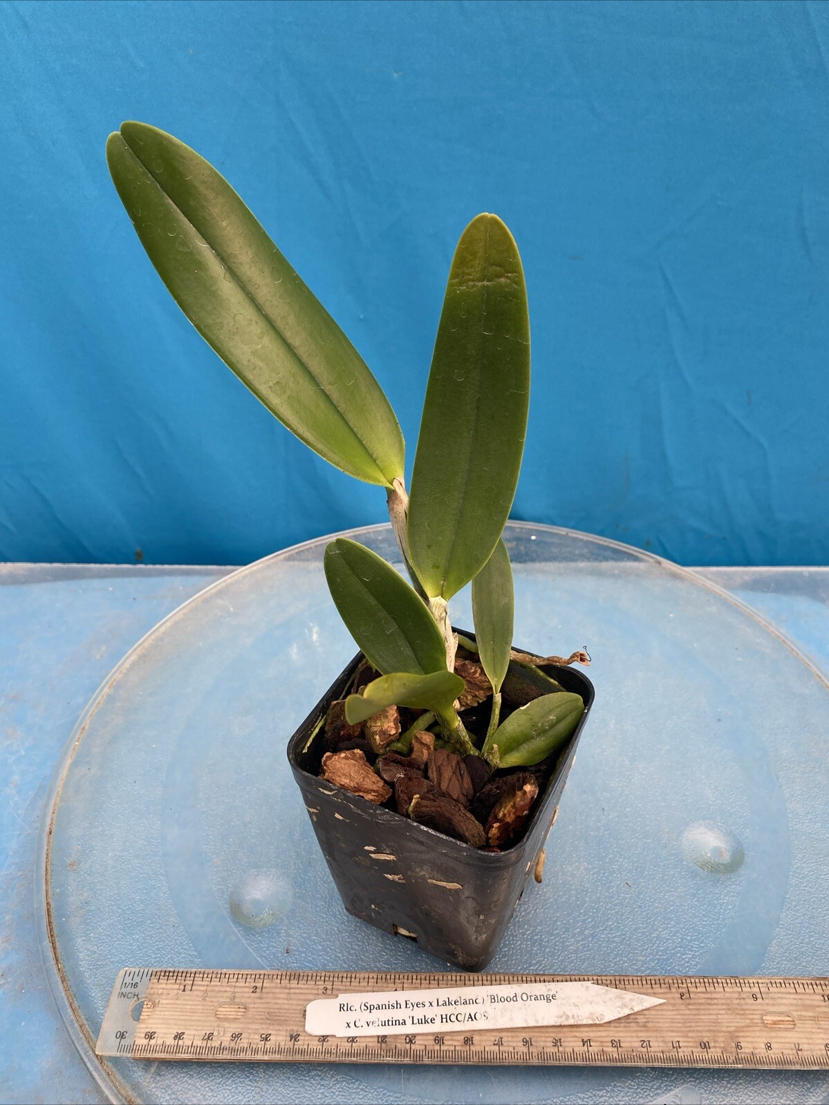 Rlc (Spanish Eyes X Lakeland) X Cattleya velutina Fragrant Orchid Hybrid 4” Pot