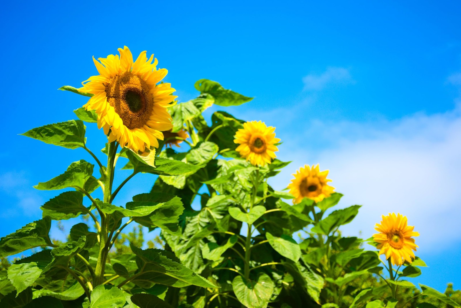 Mammoth Sunflower Seeds for Planting Grow Giant Sun Flowers in Your Garden …