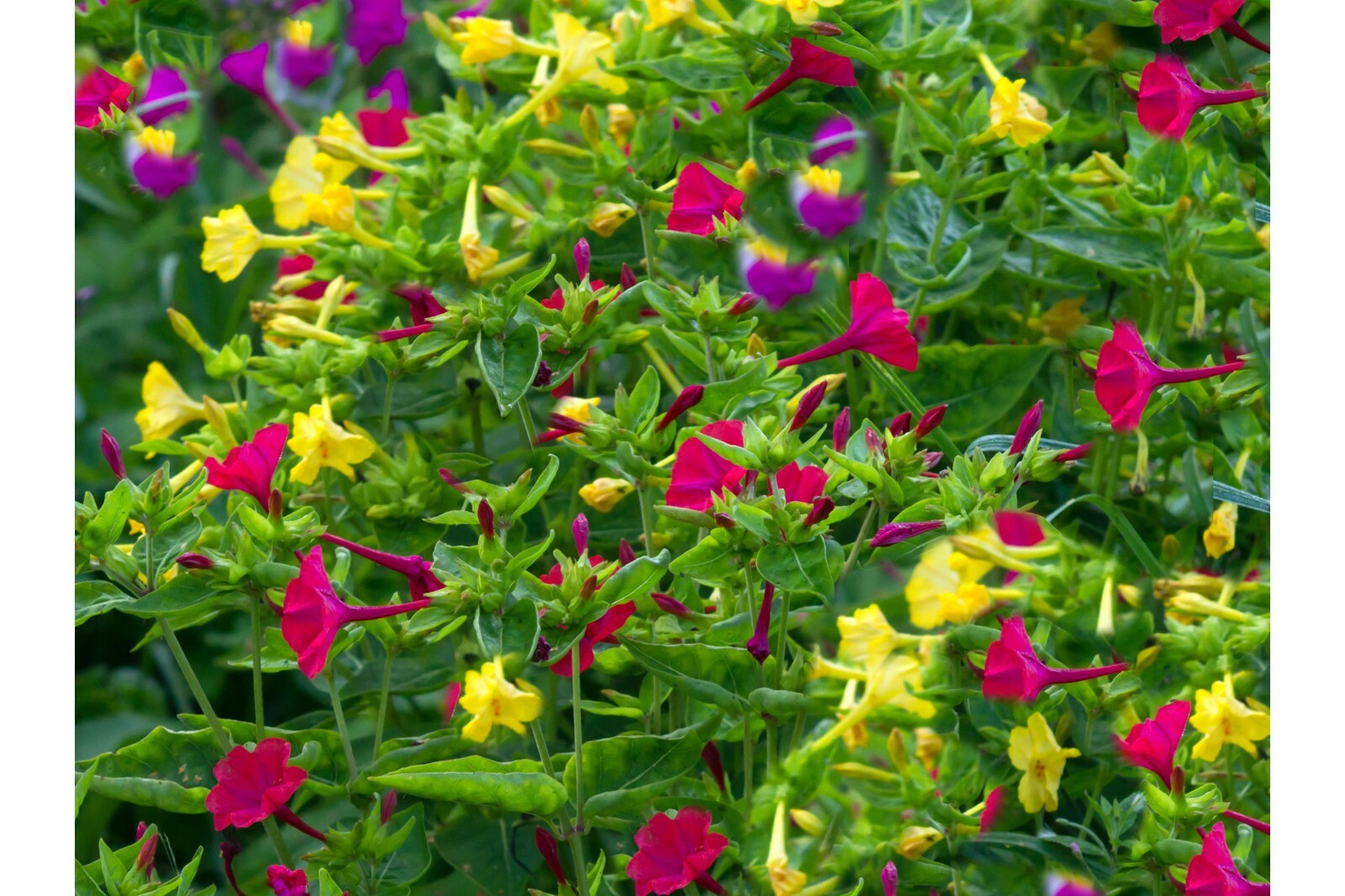 Serendipity’s 4 O’clock Rainbow Mix 50 Seeds Mirabilis