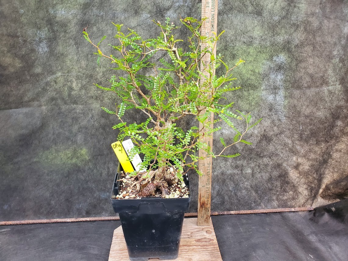 Operculicarya pachypus – Lot OP13 – 5.5 Yr Old – Warty, Gnarly, Knobby, Caudex