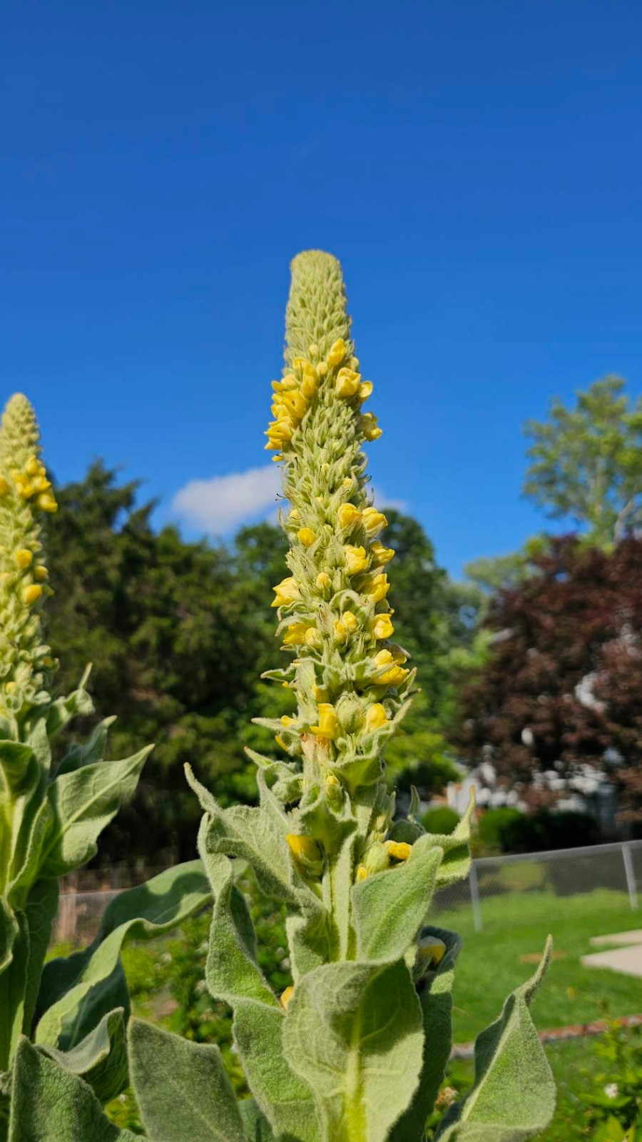 Great Mullein (Verbascum Thapsus) 1000 seeds/1 gram ORGANIC/2025