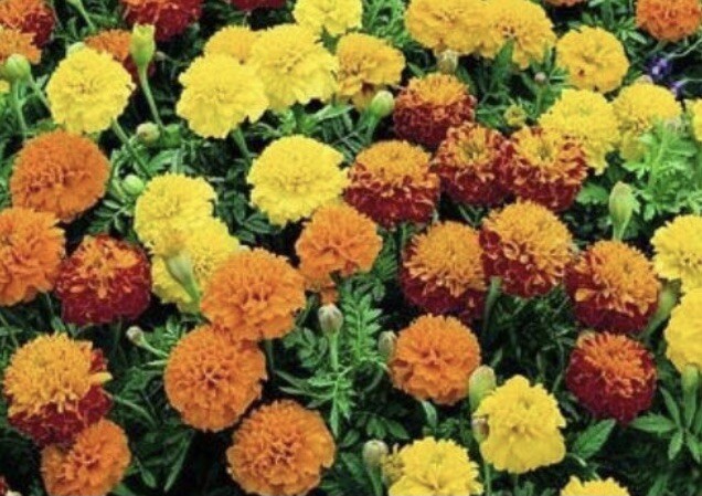FRENCH MARIGOLD FLOWER SEEDS 100+ MIX GARDEN annuals USA Seller