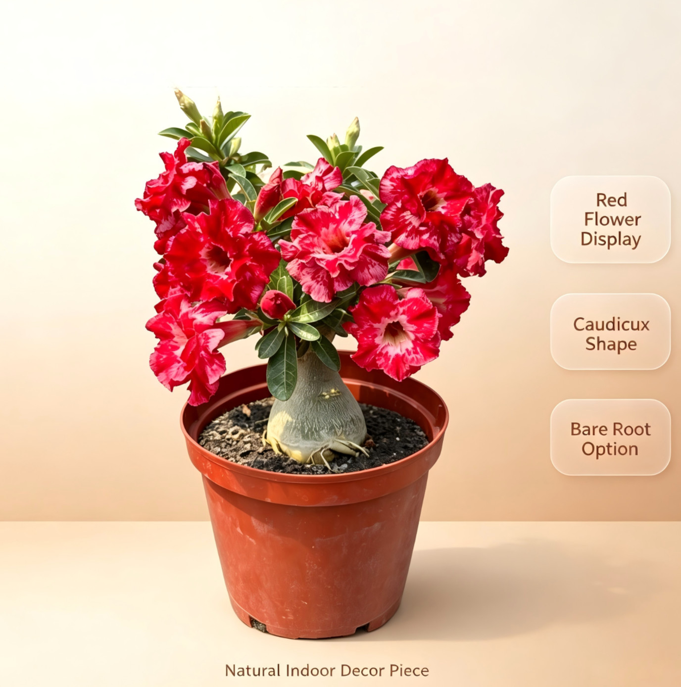 Red Bloom Desert Rose Caudex Bare Root Table Decor (Bare Root)