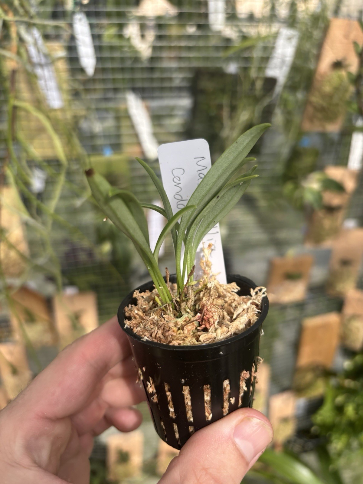 Masdevallia condorensis Rare Miniature Intermediate Orchid Species Bloom Size