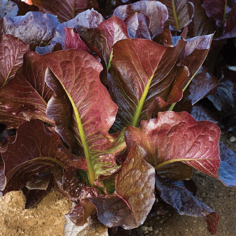 Red Romaine Lettuce Seeds 600+ Lactuca Sativa Vegetable Heirloom FREE SHIPPING